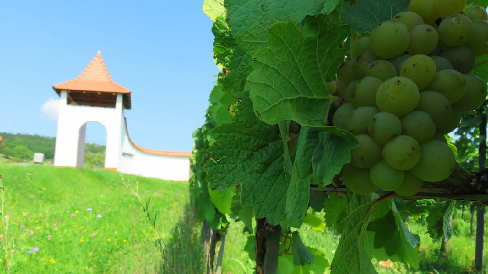 Wine Route by Bike