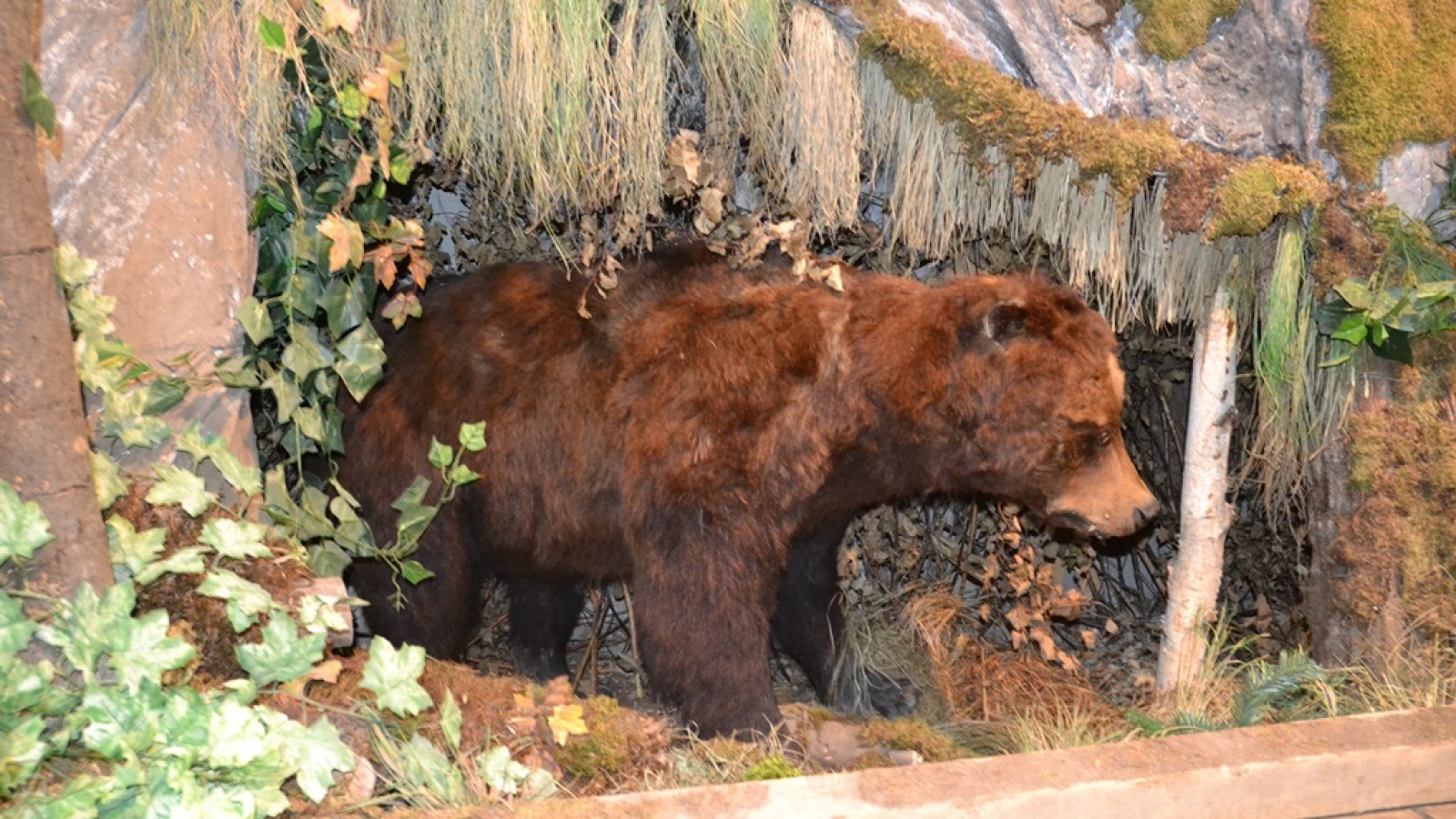 Muzeul Natura Vaii Teleajenului